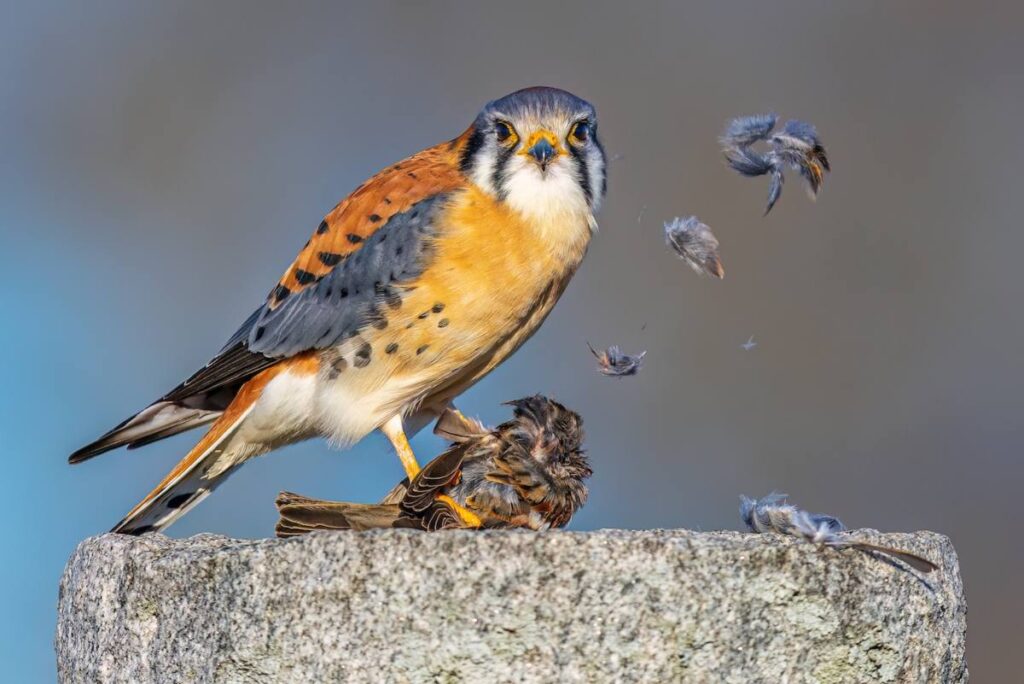 Amerikaanse torenvalk eet een kleinere vogel, waarvan de veren in de wind wegwaaien. 