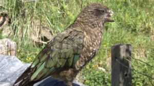 Kea Bruce mist de bovenste helft van zijn bek