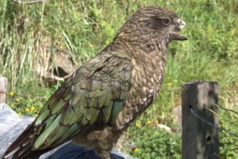 Kea Bruce mist de bovenste helft van zijn bek