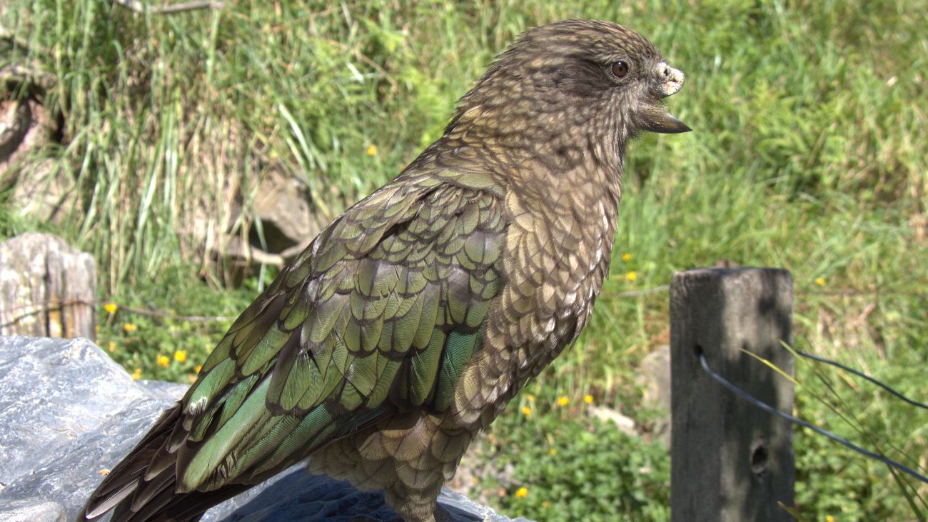 Kea Bruce mist de bovenste helft van zijn bek