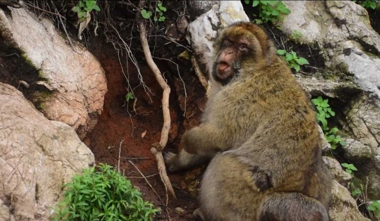 Berberaap op Gibraltar eet aarde