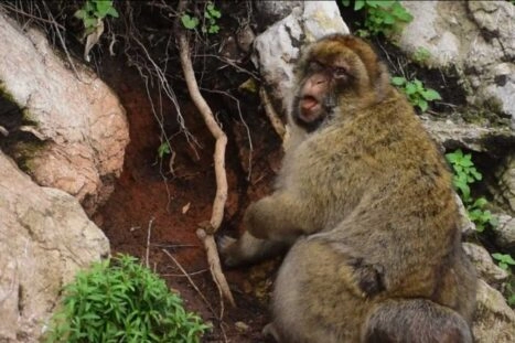 Berberaap op Gibraltar eet aarde