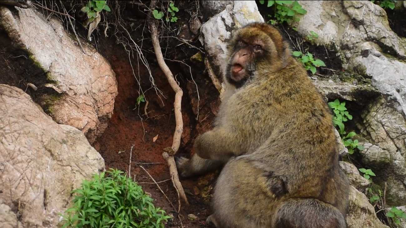 Berberaap op Gibraltar eet aarde
