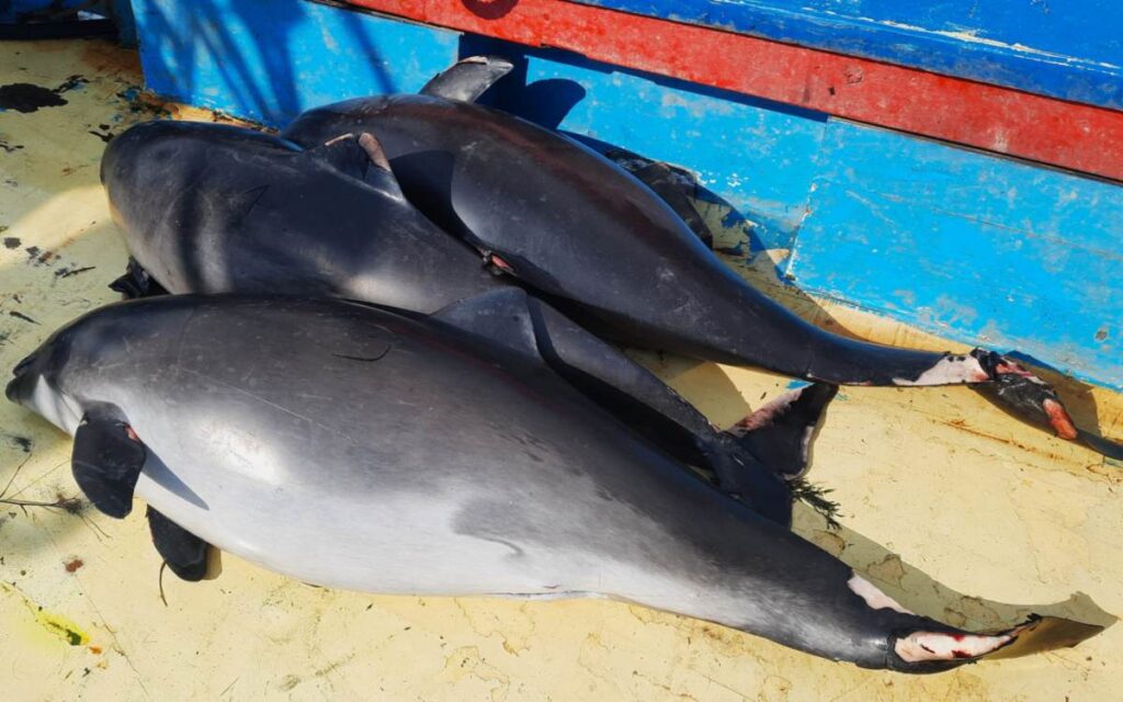 Drie bruinvissen die in de Zwarte Zee zijn gevangen als bijvangst