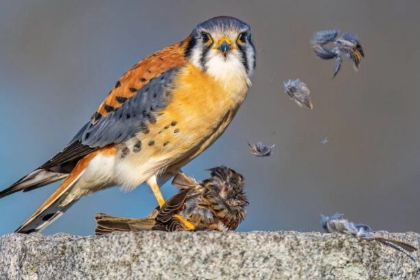 Amerikaanse torenvalk eet kleinere vogel die dood is