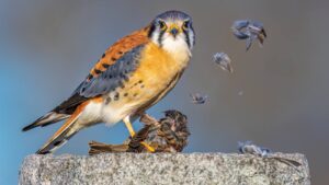 Amerikaanse torenvalk eet kleinere vogel die dood is