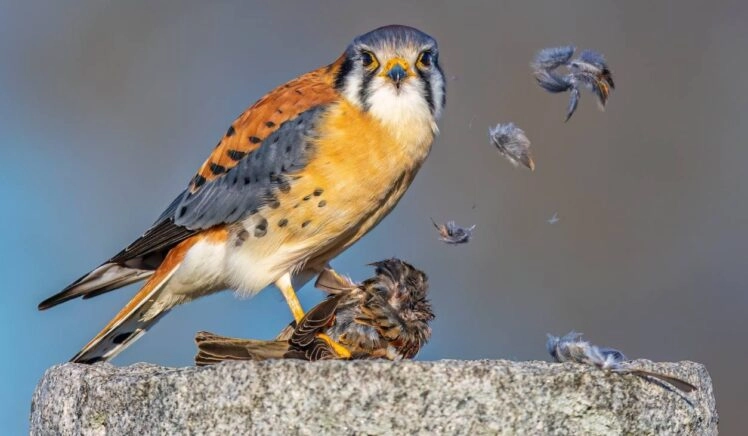 Amerikaanse torenvalk eet kleinere vogel die dood is