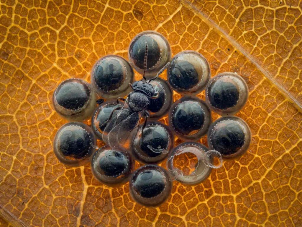 Foto van de geparasiteerde eitjes, niet bijgesneden