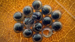 eitjes van een wants, geparasiteerd door een wesp, een wesp is al uit het eitje gekropen