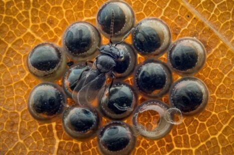 eitjes van een wants, geparasiteerd door een wesp, een wesp is al uit het eitje gekropen