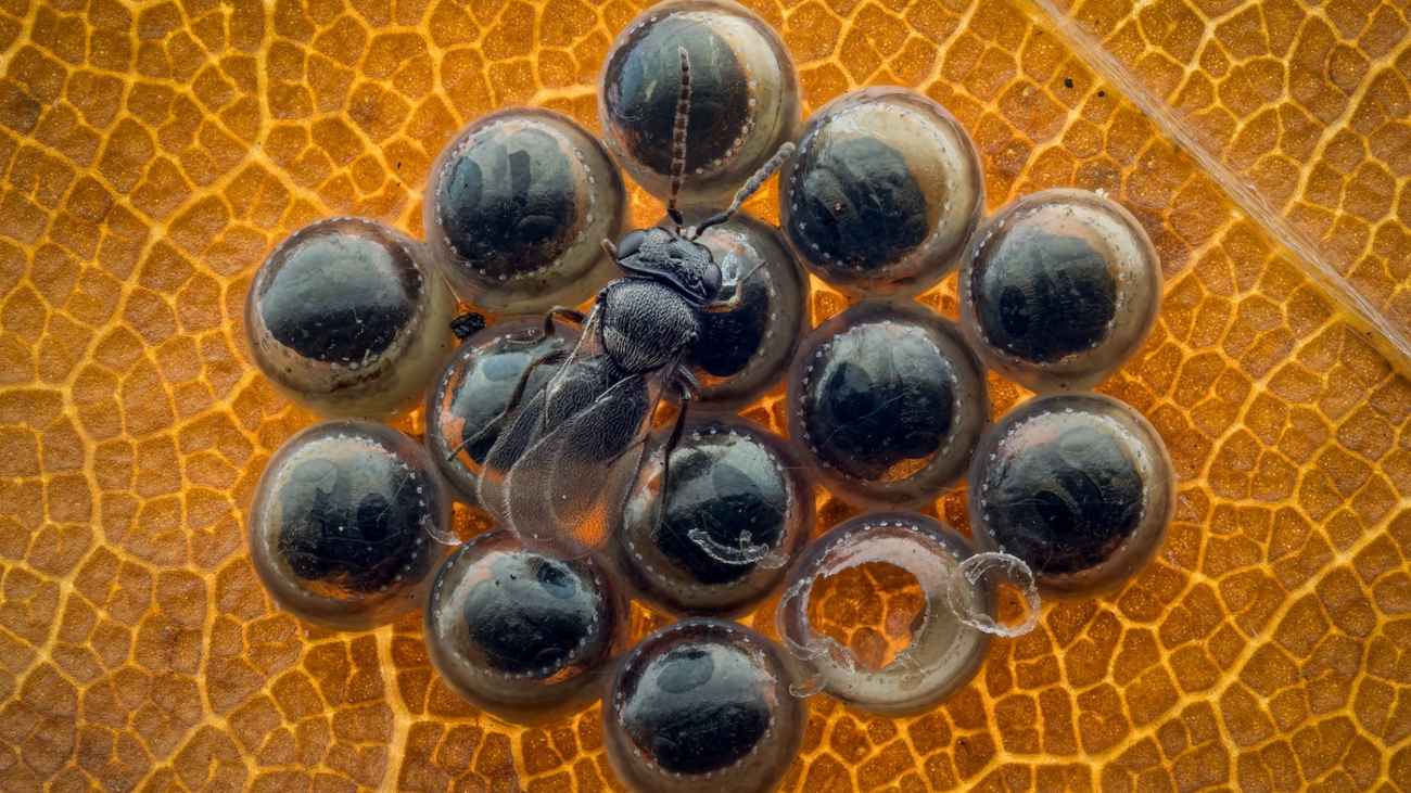 eitjes van een wants, geparasiteerd door een wesp, een wesp is al uit het eitje gekropen