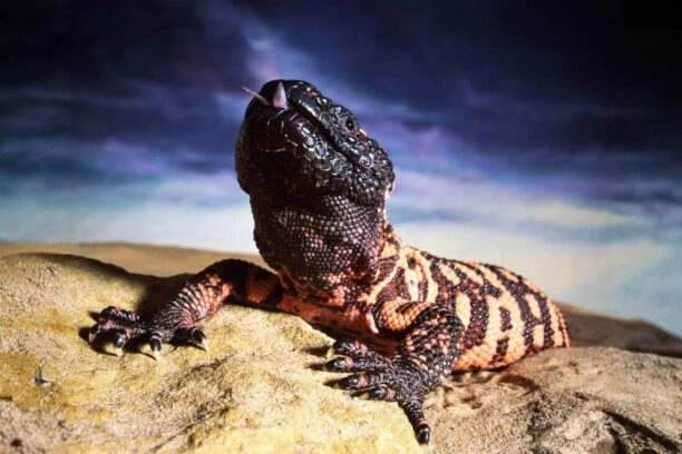 gilamonster