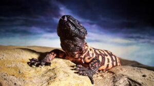 gilamonster