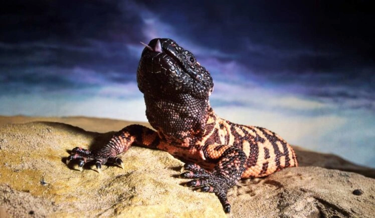 gilamonster
