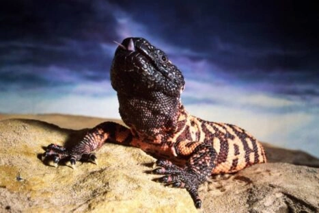 gilamonster