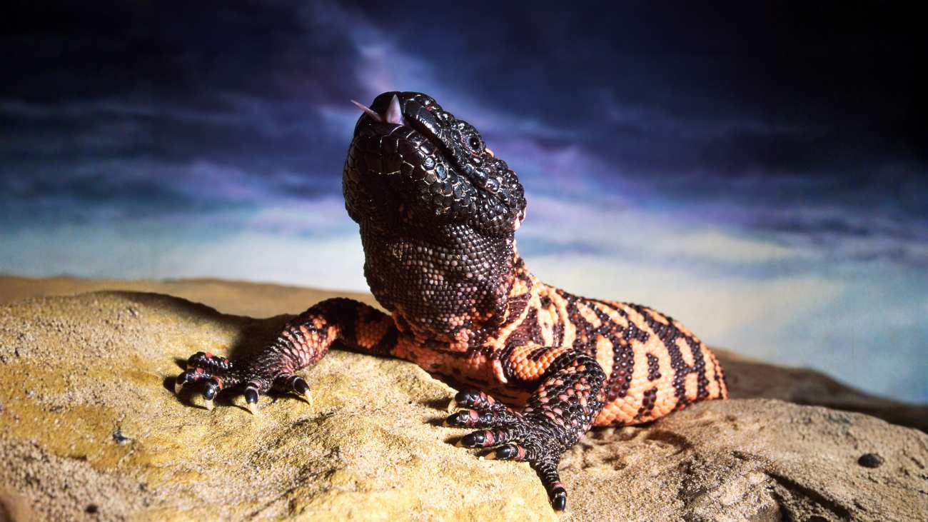 gilamonster