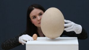 Ei van olifantsvogel naast een kippenei