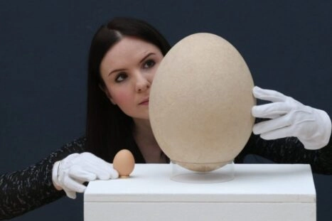 Ei van olifantsvogel naast een kippenei