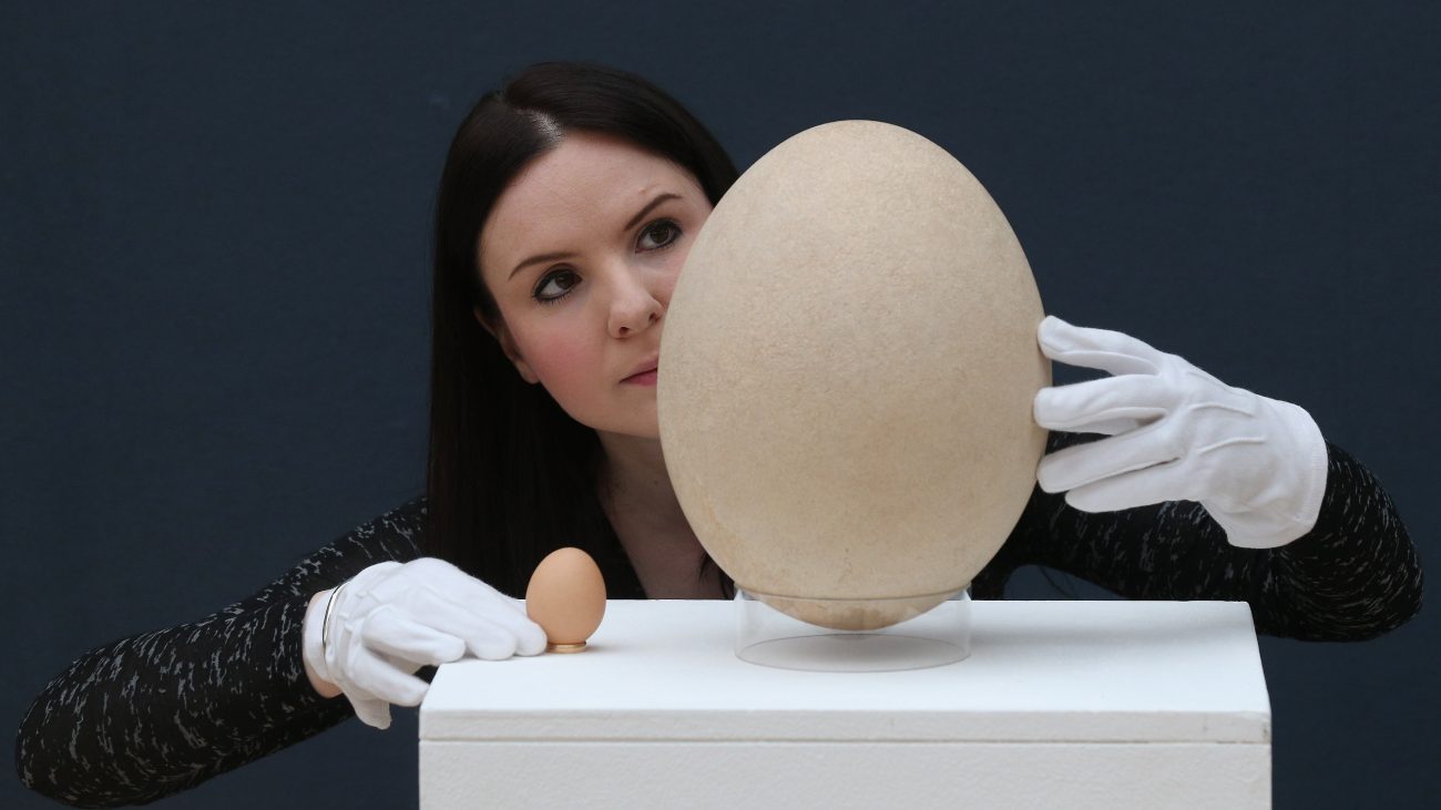 Ei van olifantsvogel naast een kippenei