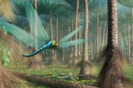 Tekening van grote vliegende insecten uit het carboon, ze lijken op libellen