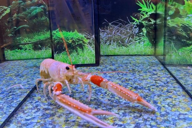 kreeft in aquarium
