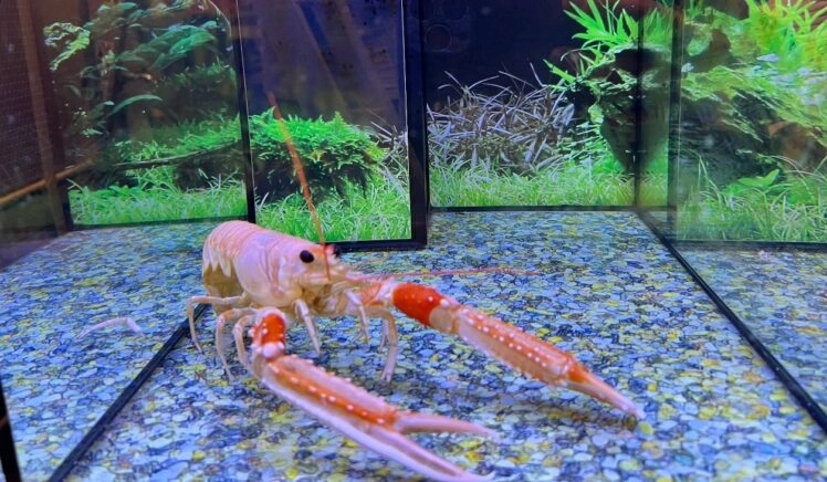 kreeft in aquarium