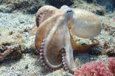 octopus