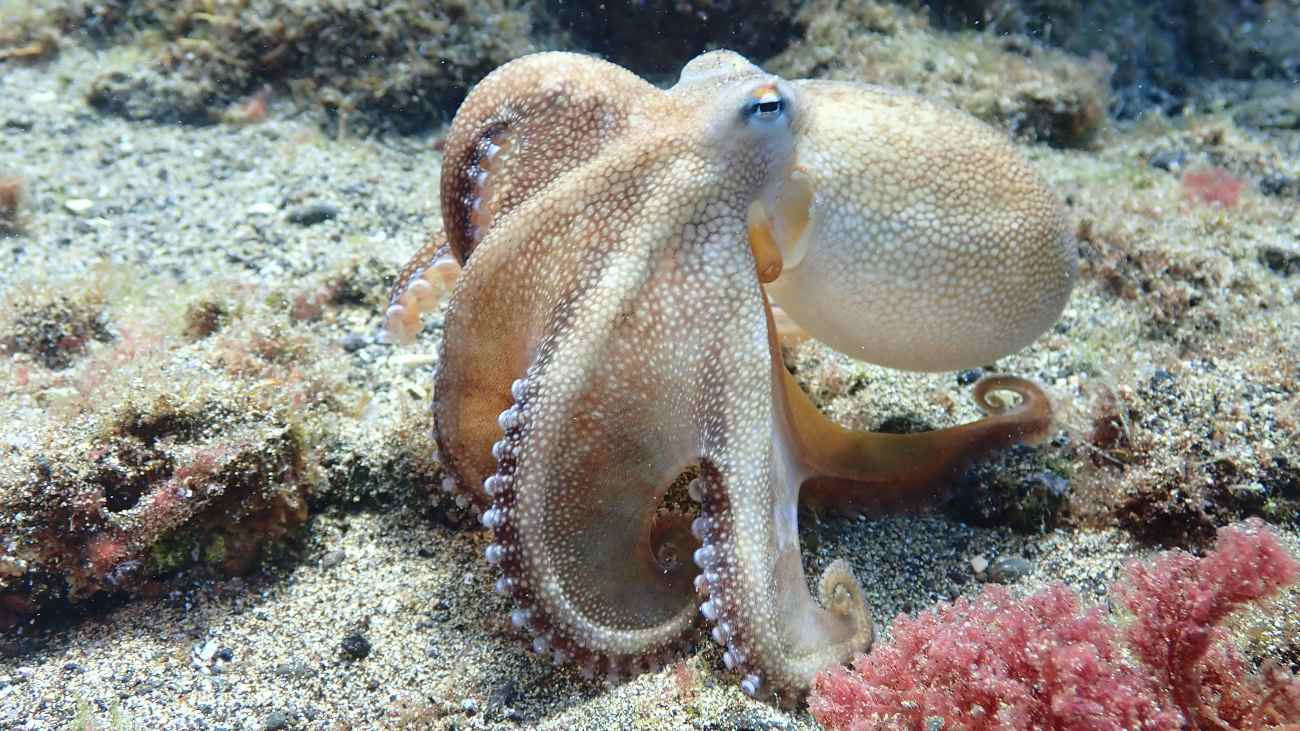 Nieuwe ontdekking over de octopus: ‘sperma-arm’ blijkt supergevoelig