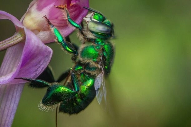orchideebij op bloem