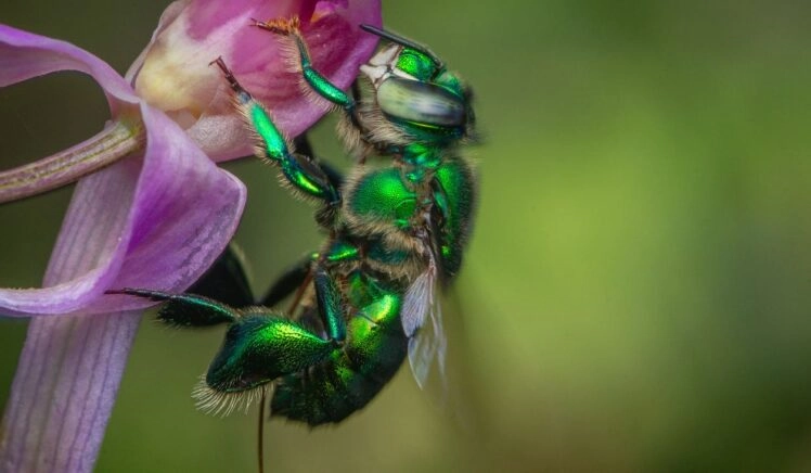 orchideebij op bloem