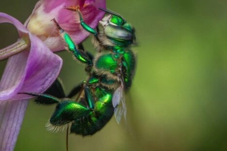orchideebij op bloem
