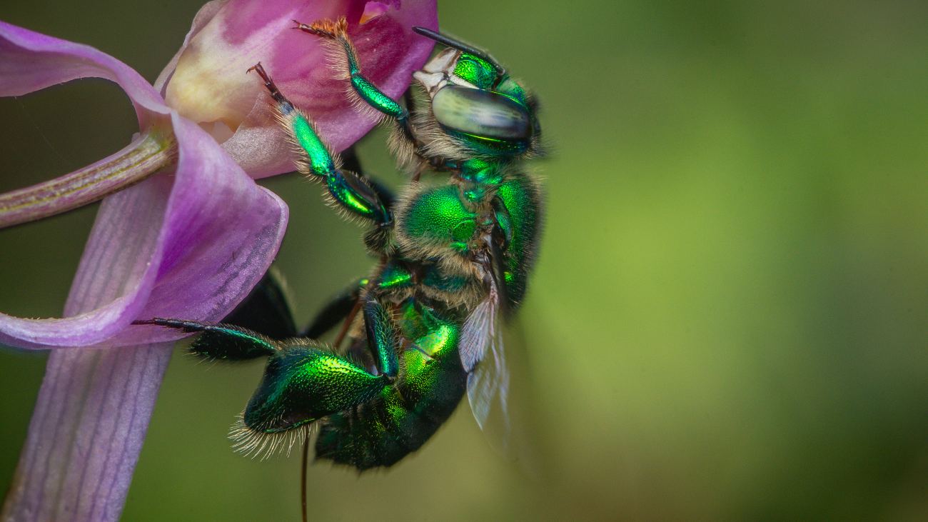 orchideebij op bloem