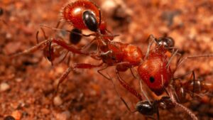 Kleine mieren op een rode maaimier