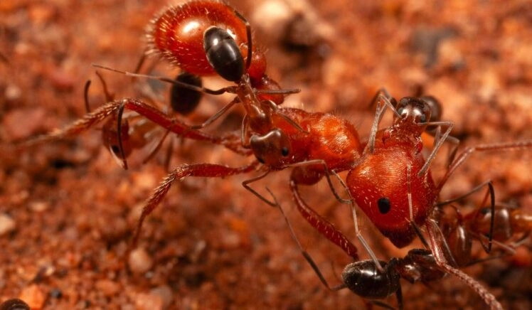 Kleine mieren op een rode maaimier