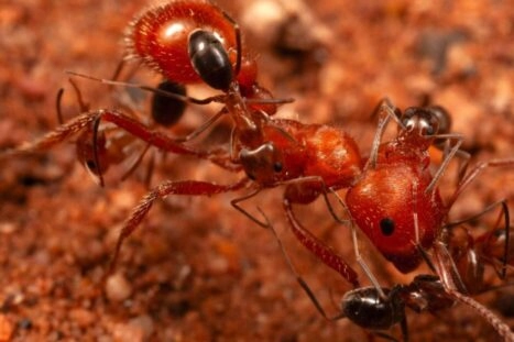 Kleine mieren op een rode maaimier