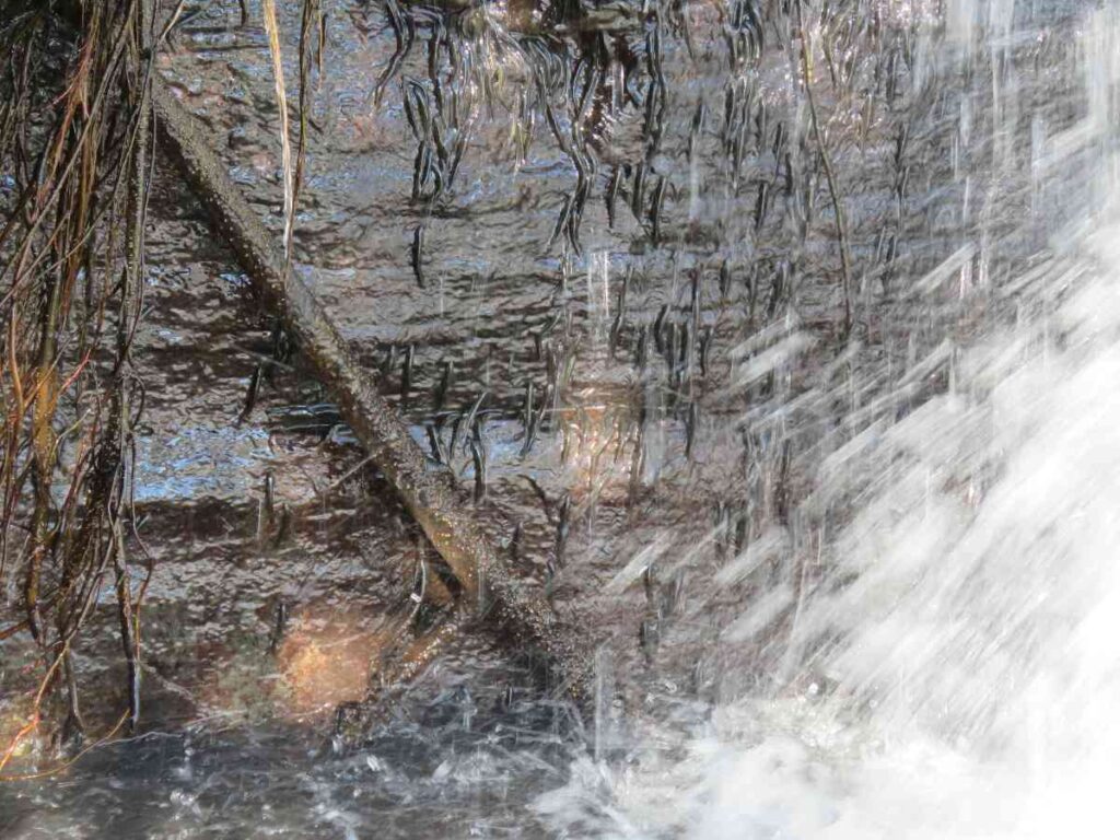 Visjes beklimmen de waterval