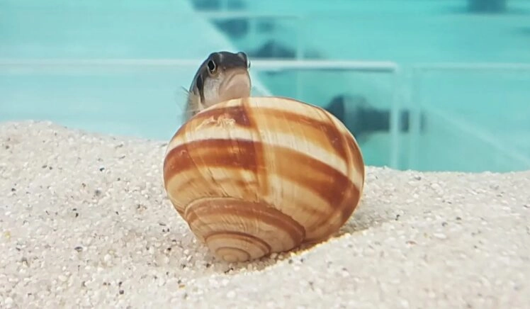 Een slakkenhuiscichlide met een slakkenhuis.