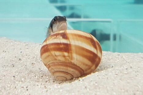 Een slakkenhuiscichlide met een slakkenhuis.