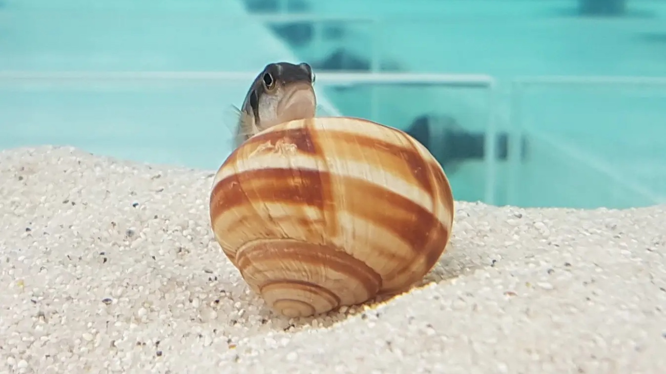 Een slakkenhuiscichlide met een slakkenhuis.