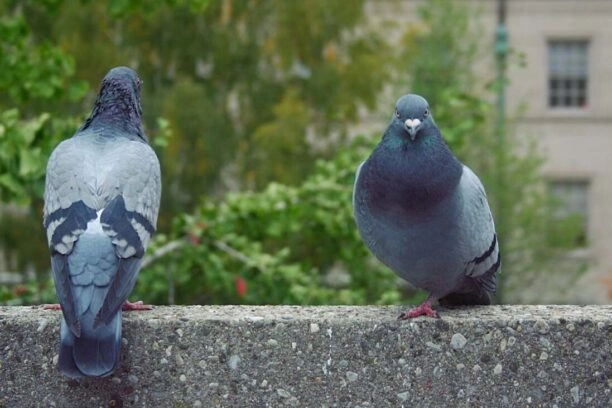 twee vogels, duiven