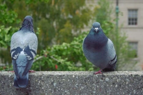 twee vogels, duiven