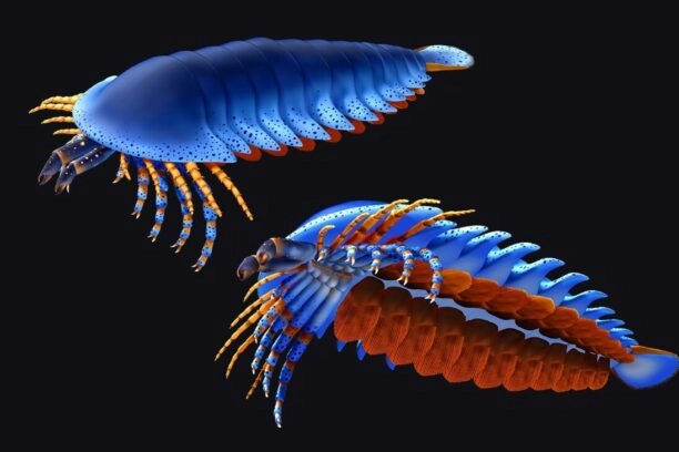 Een reconstructie van Megachelicerax cousteaui, de vroegst bekende gifkaakdrager