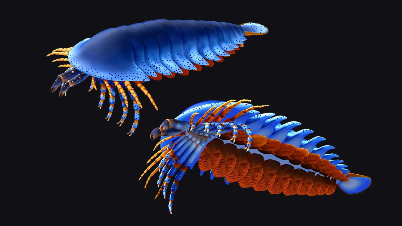 Een reconstructie van Megachelicerax cousteaui, de vroegst bekende gifkaakdrager