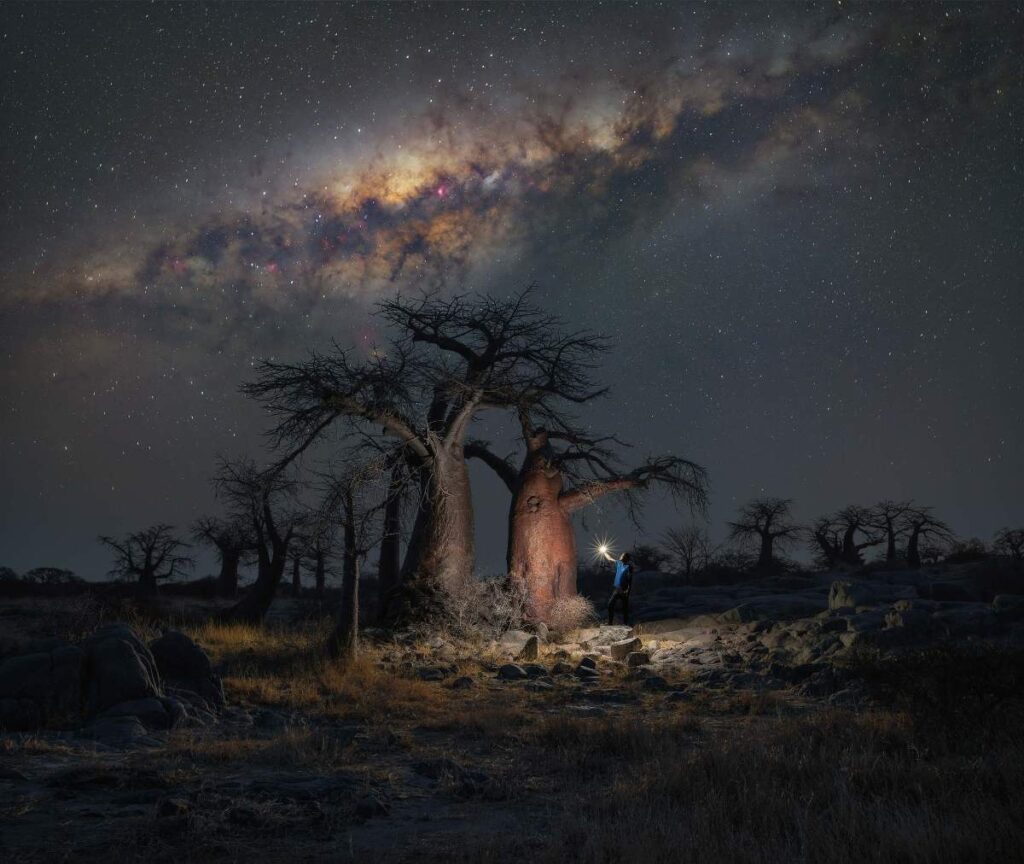 Baobabs met nachtelijke hemel erboven