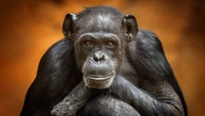 Chimpansee
