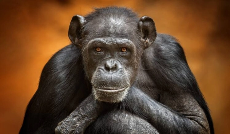 Chimpansee