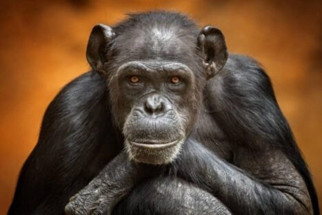 Chimpansee