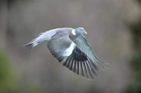 Vliegende duif