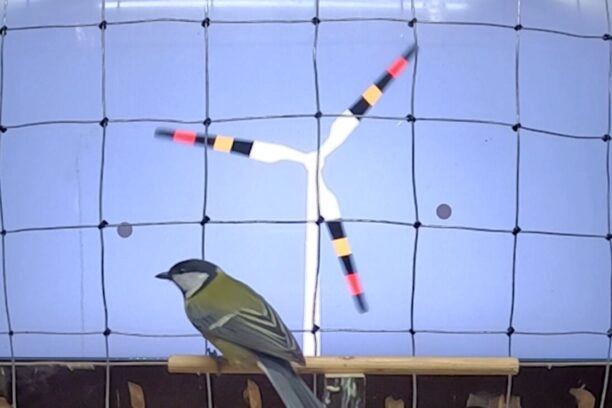 Een koolmees speelt een 'videospel' waarbij hij op grijze stippen op een touchscreen moet tikken met zijn snavel