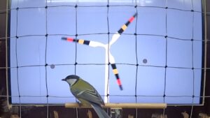 Een koolmees speelt een 'videospel' waarbij hij op grijze stippen op een touchscreen moet tikken met zijn snavel